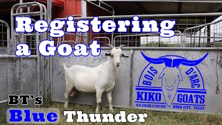 Registering a Kiko Goat | Kiko Meat Goats | Kiko Registered Goat | New Zealand Kiko Buck