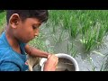 fishing in rainy season water ~ village little boy catching fish with a hook in a village rice field