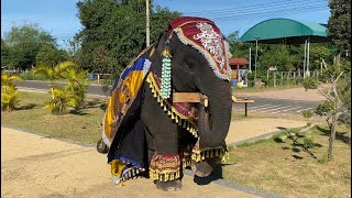 หนูดาวใส่ชุดใหม่มาถ่ายรูปรอติดพี่สิบล้าน🐘❤️‍🔥​​⁠#พลายดาวมงคล