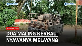 Dua Maling Kerbau Ini Diamuk Massa Hingga Nyawanya Melayang di Karo, Berikut Kronologinya