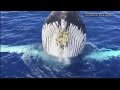 Boaters get up close and personal with breaching whale off Maui