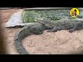 amaravathi dam u0026 crocodile farm volg