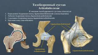 Анатомия тазобедренного сустава: строение, классификация, вспомогательный аппарат, движения