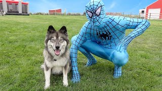 My Puppy's Funny Stories with Blue Spider Man!