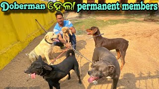 ମୋ Dogs ମୋ ଜୀବନ || Doberman Dog || Pitbul dog || Labrador Dog || Street Dog || Pumurian Dog ||