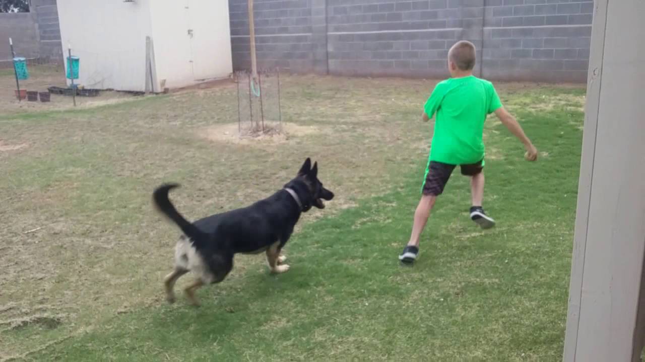 Kid Gets Bitten By Dog - YouTube