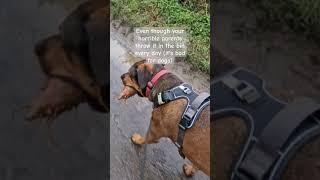 This dog's determination knows no bounds. #dogwalk #bigdogs #dogs #rottweiler #ridgeback #doberman