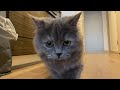 【ミヌエット】ジャンプが苦手な短足猫の姿がかわいいw minutecat