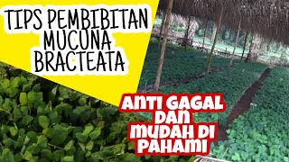 TIPS PEMBIBITAN MUCUNA BRACTEATA |#BELAJARBERSAMA-2