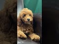 The Fuzzy Faced Cavapoo