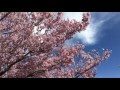 長野県上伊那郡中川村　坂戸橋の桜