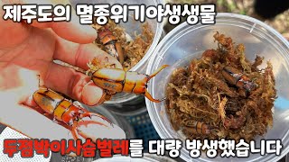 공원에 두점박이사슴벌레 100마리를 방생했습니다.