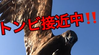 天橋立観光船。トンビの迫力❗️一瞬の映像‼️