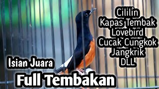 MASTERAN MURAI BATU FULL ISIAN TEMBAKAN MEWAH ISIAN MUDAH DI TIRU