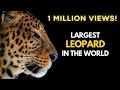 Largest Leopard in the World