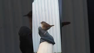 Young wren (mały strzyżyk)