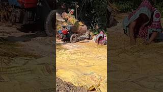 নতুন ধানের আগমন।🍚#viral#viral short#trending#youtube#paddy paddy#