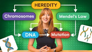 HSC Biology Module 5 (Heredity) Explained in Under 13 Minutes