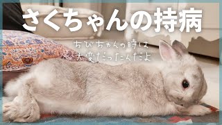 さくちゃんの持病。色々あるけど毎日元気だよ♪