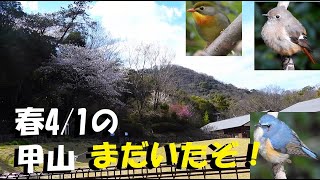 甲山野鳥観察、春なのに、なんと！ルリビタキとジョウビタキ、ソウシチョウ、まだいたぞ！【うっちー探検発見ほっとけん】