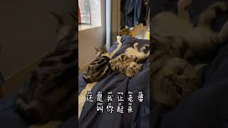 猫咪的爱情，好甜哟❤️