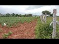 amangal 7 acres agriculture land for sale in srisailam highway 9347642854