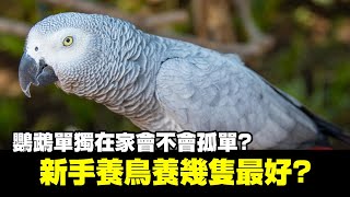 新手養鳥養幾隻最好?鸚鵡單獨在家會孤單嗎? | 精鵡瘋雲