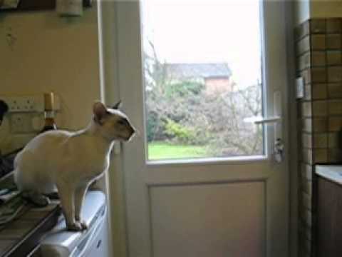 Conversation with a talking Siamese Cat Conversation with a talking Siamese Cat