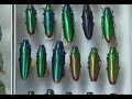 Researchers study role of color in jewel beetles