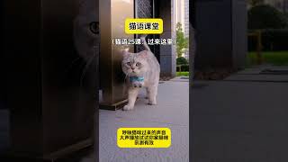 呼唤猫咪过来的猫语试试你家猫咪会不会过来猫咪 十级猫语