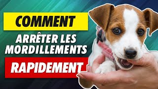 3 conseils pour apprendre à votre chiot à ne plus mordiller !