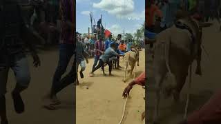 hori habba famous @ kottalam Village festival jallikattu festival part 341