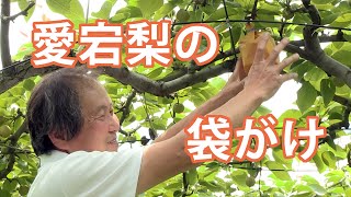 愛宕梨の袋がけ　ー富久樹園チャンネルー