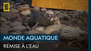 Remise en liberté de deux jeunes phoques abandonnés