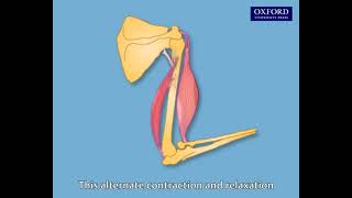 Animation 17.1 Action of opposing muscles