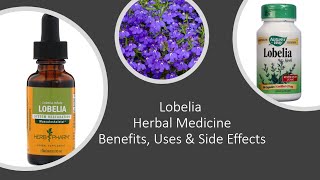 Lobelia  - Herbal Medicine -  Benefits, Uses \u0026 Side Effects