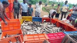 Live Fish 🐟 Gudur.....9703060193