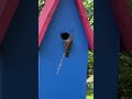 bird attempts to bring a large stick into its house