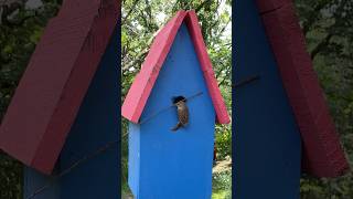 Bird Attempts to Bring a Large Stick into Its House