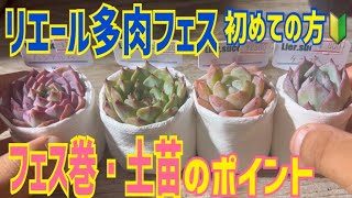 初めての方🔰フェス巻・土苗🌱のポイント‼️【多肉植物】【ガーデニング】2024年11月12日