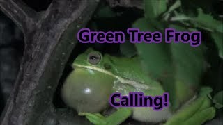 Green Tree Frog Calling!