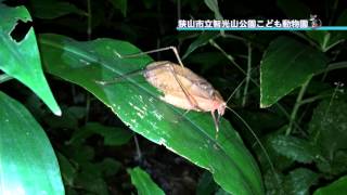 クツワムシの鳴き声