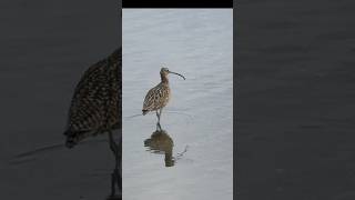 Long billed curlew