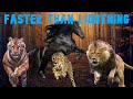 Fastest Animal Montage || Faster than Lightning - Usain Bolt & DJ Steve Porter || Fastest Animals ||