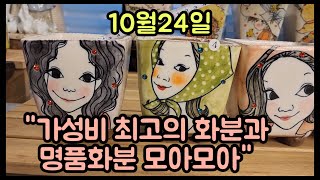 10월24일 가성비최고의 예운분과 명품화분들 소개드려요#꽃담다육스토리#예쁜화분#다육식물#多肉植物#succulents#다육이#꽃담화분#다육화분#꽃담다육스토리화분