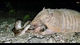 犰狳吃蟒蛇Armadillo eats python