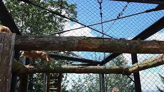 北海道旭川、旭山動物園。キタキツネ。2019/9/25