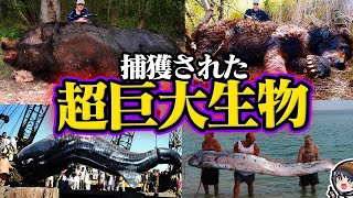 【衝撃】実際に捕獲された巨大生物トップ15