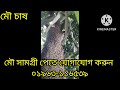 মৌ চাকে মধু হলে কিভাবে বুঝবো এপিস ডরসাটা মৌমাছি