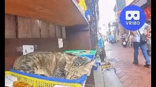 Sleeping Cat @Lukang Old Street @鹿港老街.  VR180 Virtual Experience